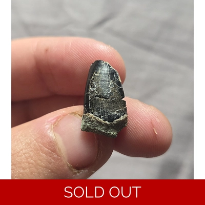 Ultra Rare Neovenator UK Fossil Theropod Dinosaur Tooth Isle Of Wight